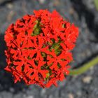 Lychnis calcedonica