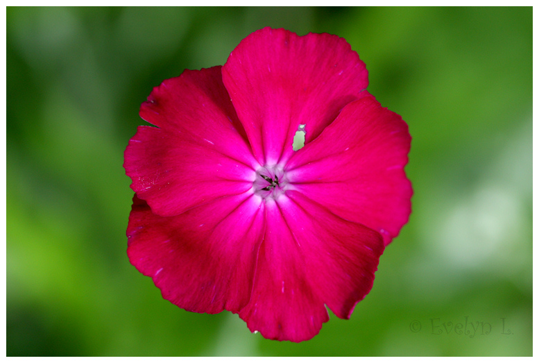 Lychnis coronaria