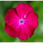 Lychnis coronaria