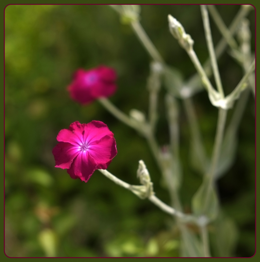 Lychnis coronaria