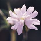 lychnis dioïque2