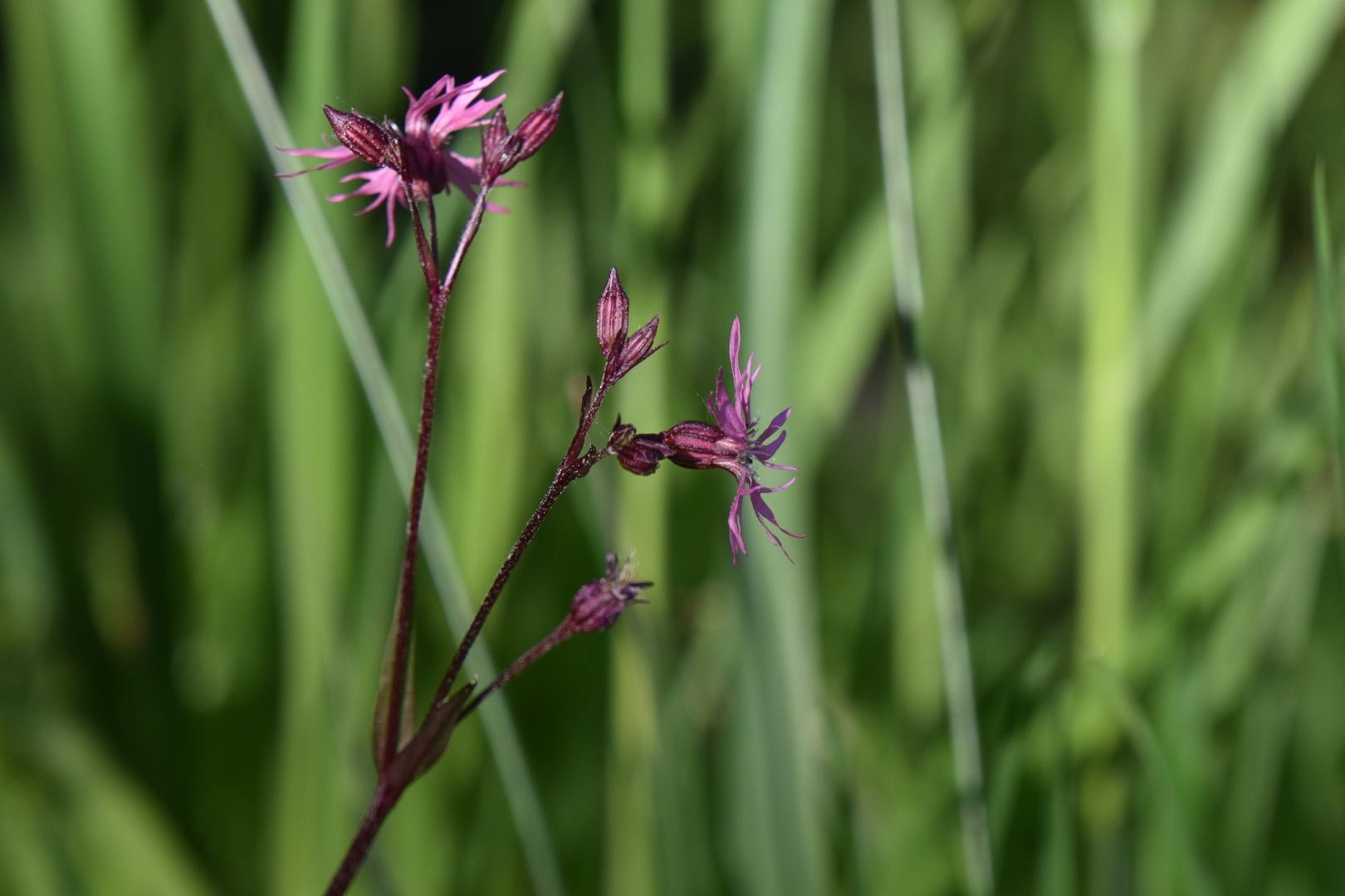 Lychnis Fleur de coucou (flos cuculi)