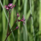 Lychnis Fleur de coucou (flos cuculi)