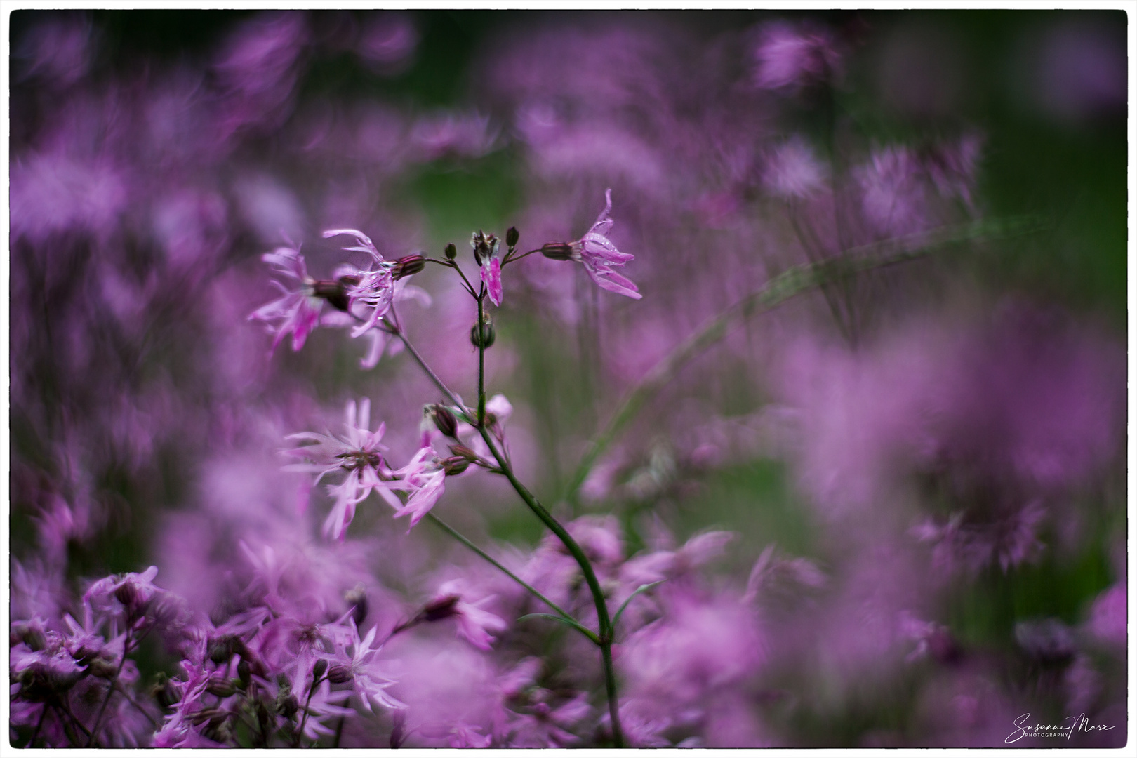 Lychnis flos cuculi 