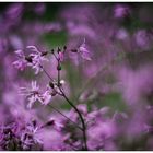 Lychnis flos cuculi 