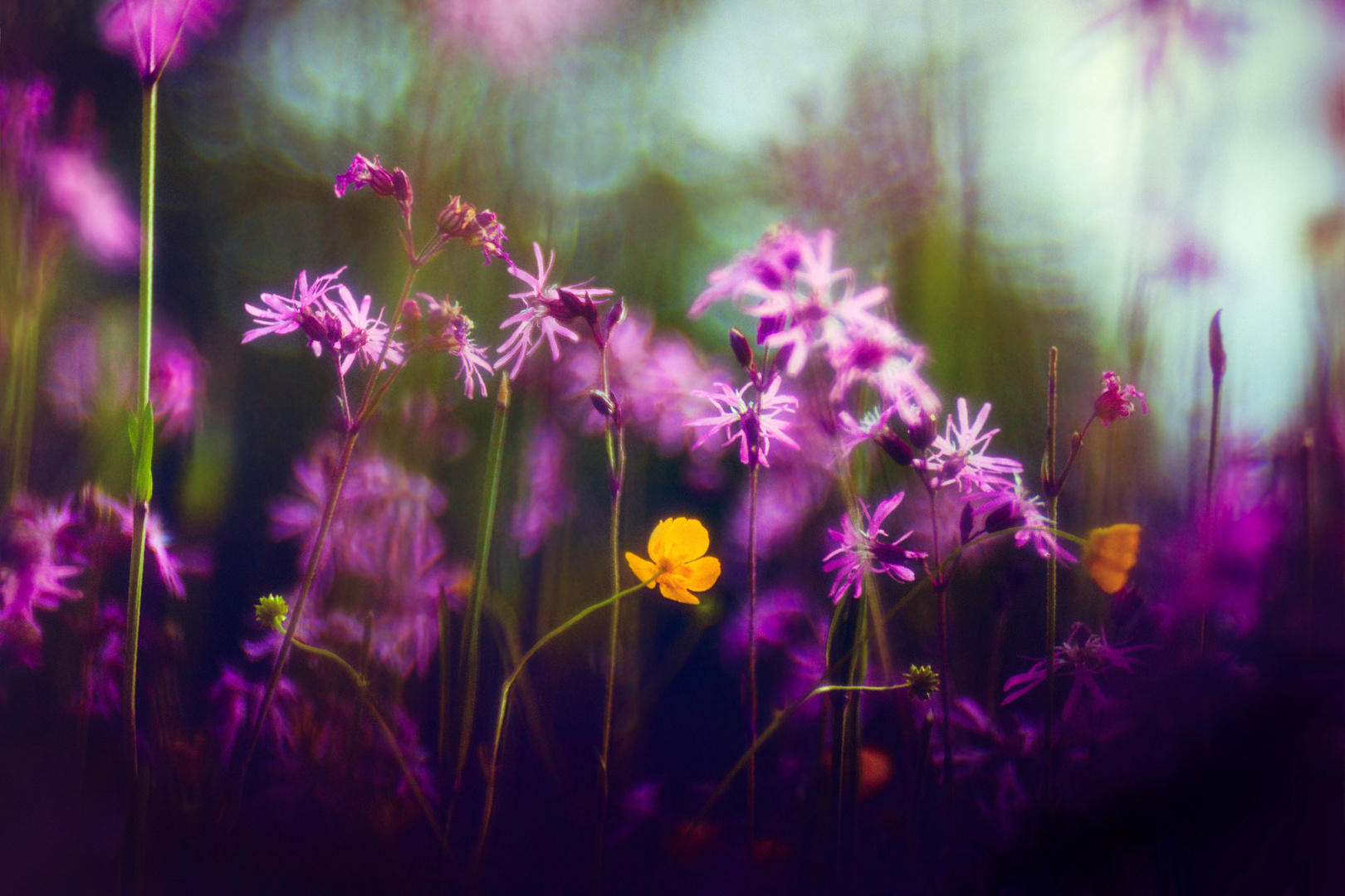 Lychnis mit Ranunculus