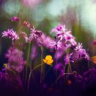 Lychnis mit Ranunculus