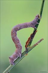 Lycia hirtaria (larva)
