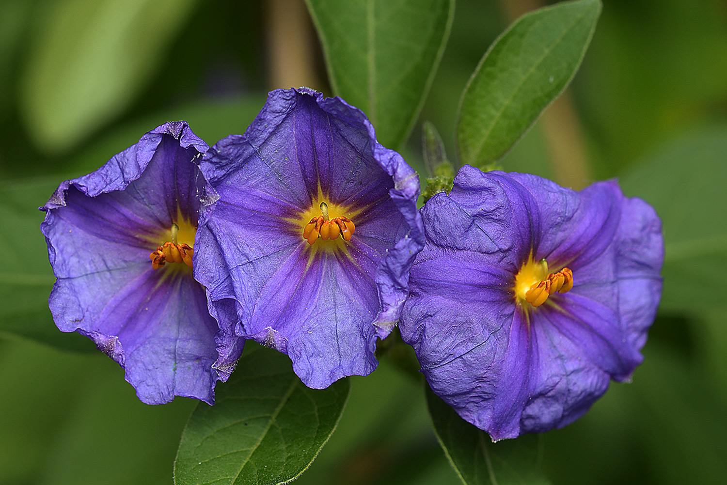 Lycianthes rantonetii,  Enzianstrauch