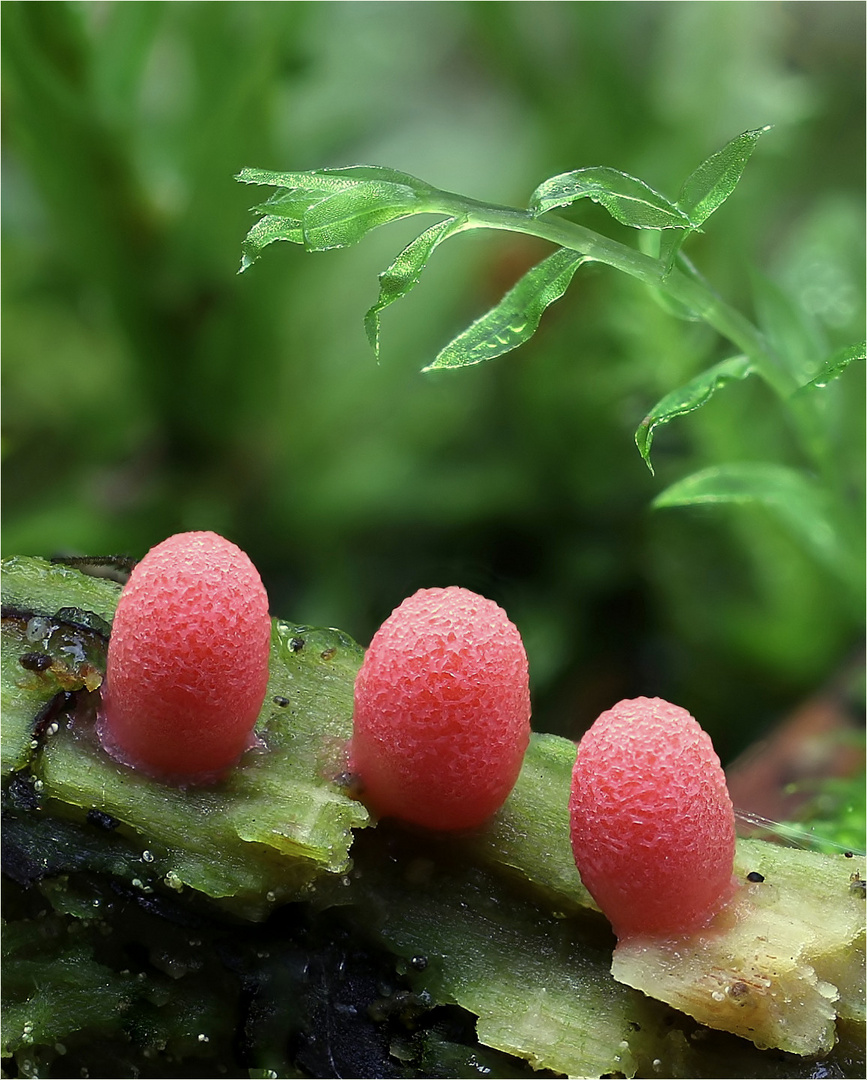 Lycogala conicum Foto & Bild pflanzen, pilze & flechten, pilze