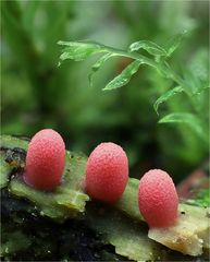 Lycogala conicum