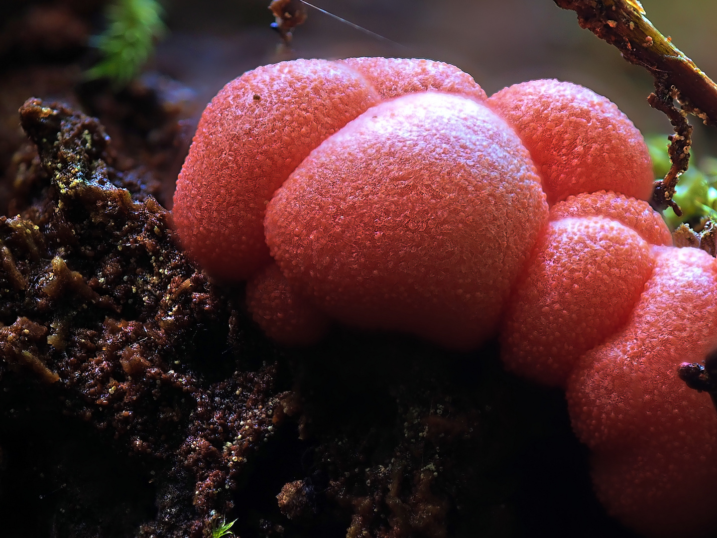 Lycogala epidendrum