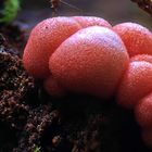 Lycogala epidendrum