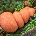 Lycogala epidendrum