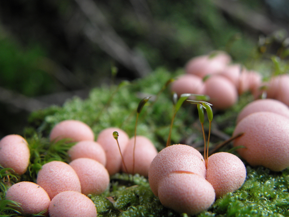 Lycogala epidendrum