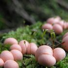 Lycogala epidendrum