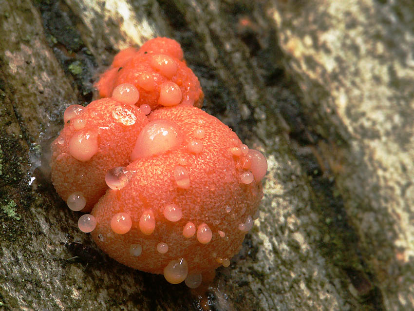 Lycogala flavofuscum