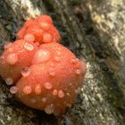 Lycogala flavofuscum