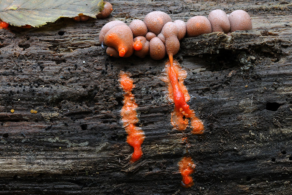 Lycogala sp.