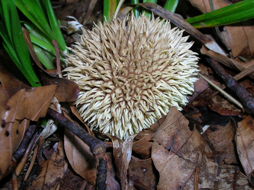 Lycoperdon echinatum