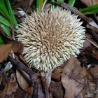 Lycoperdon echinatum