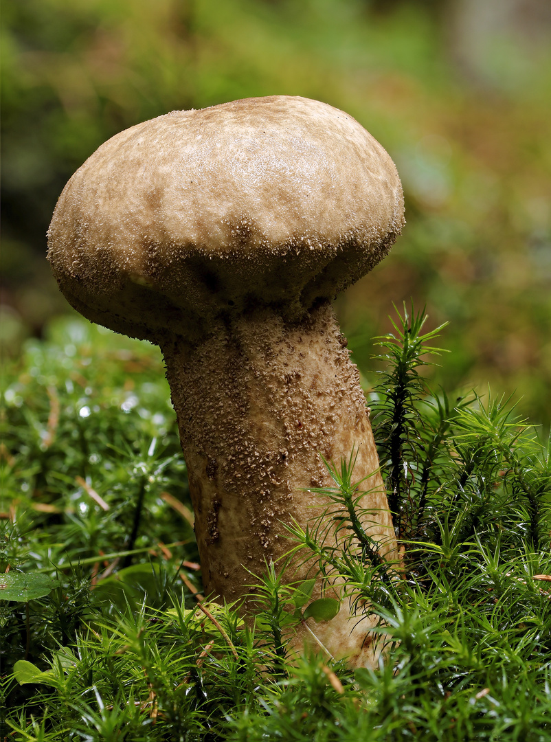 Lycoperdon excipuliforme