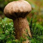 Lycoperdon excipuliforme