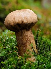 Lycoperdon excipuliforme