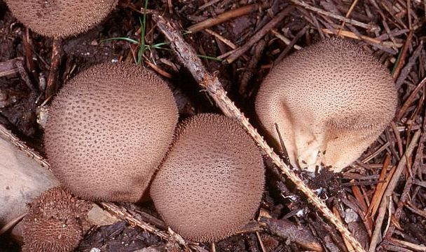 Lycoperdon foetidum (Stinkender Stäubling)