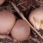 Lycoperdon foetidum (Stinkender Stäubling)