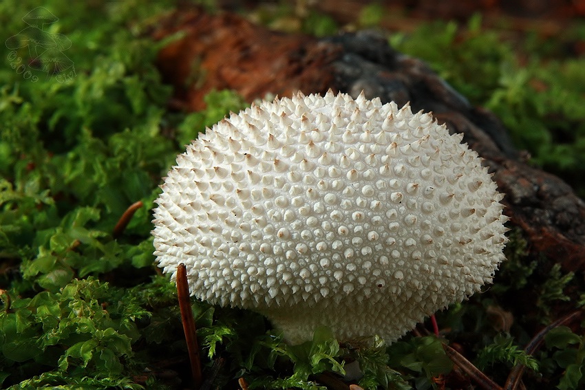 Lycoperdon perlatum