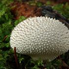 Lycoperdon perlatum