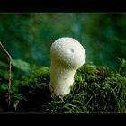 Lycoperdon Perlatum