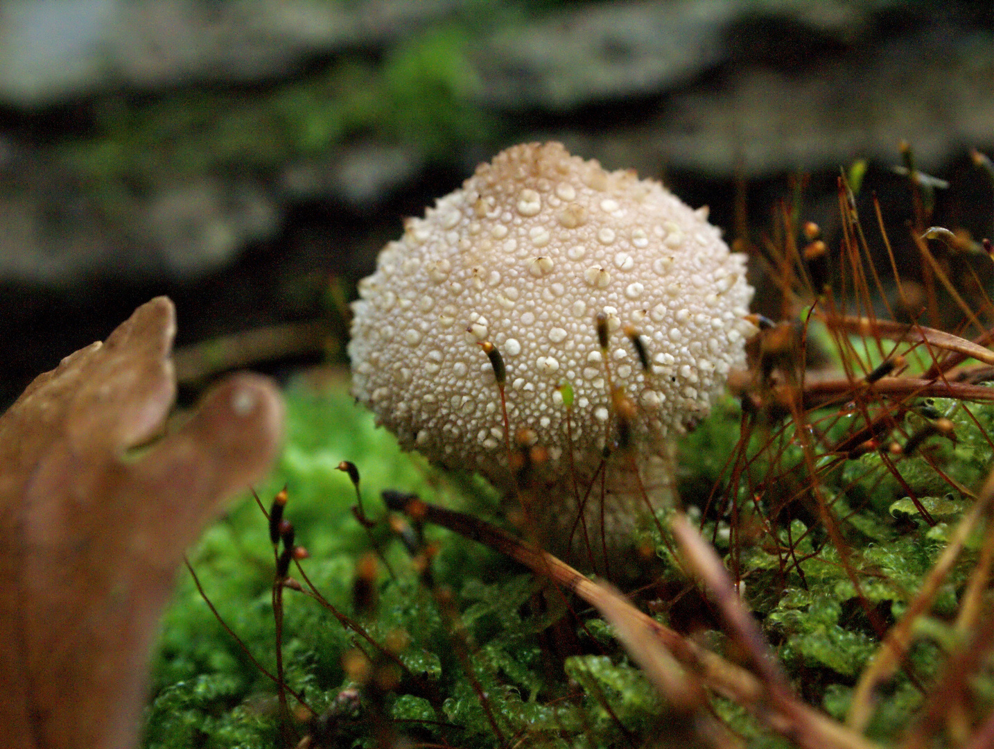 Lycoperdon perlatum