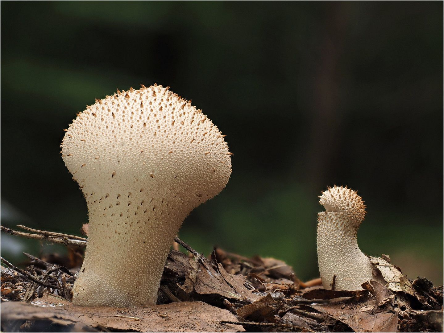 Lycoperdon perlatum ( Flaschenstäubling)