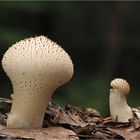 Lycoperdon perlatum ( Flaschenstäubling)