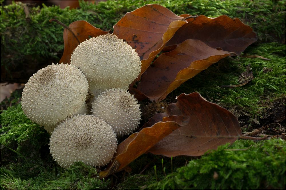 Lycoperdon-perlatum_Flaschen-Stäubling