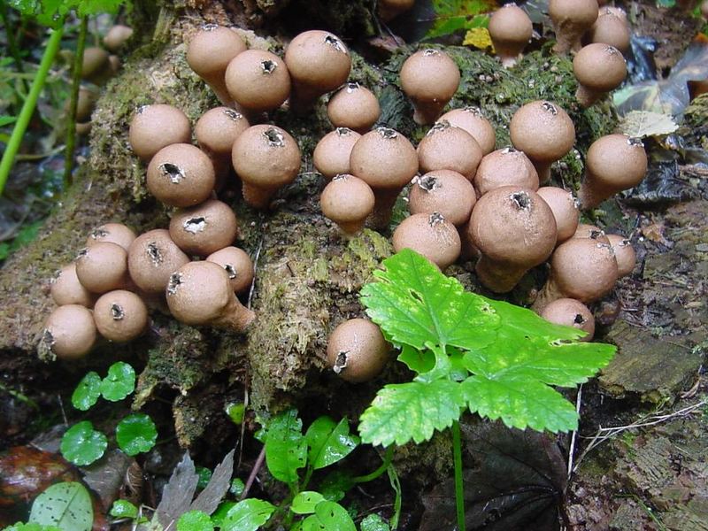 Lycoperdon pyriforme