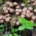 Lycoperdon pyriforme