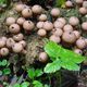 Lycoperdon pyriforme