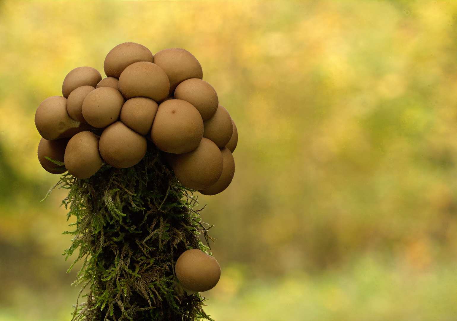 Lycoperdon pyriforme