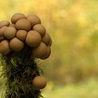 Lycoperdon pyriforme