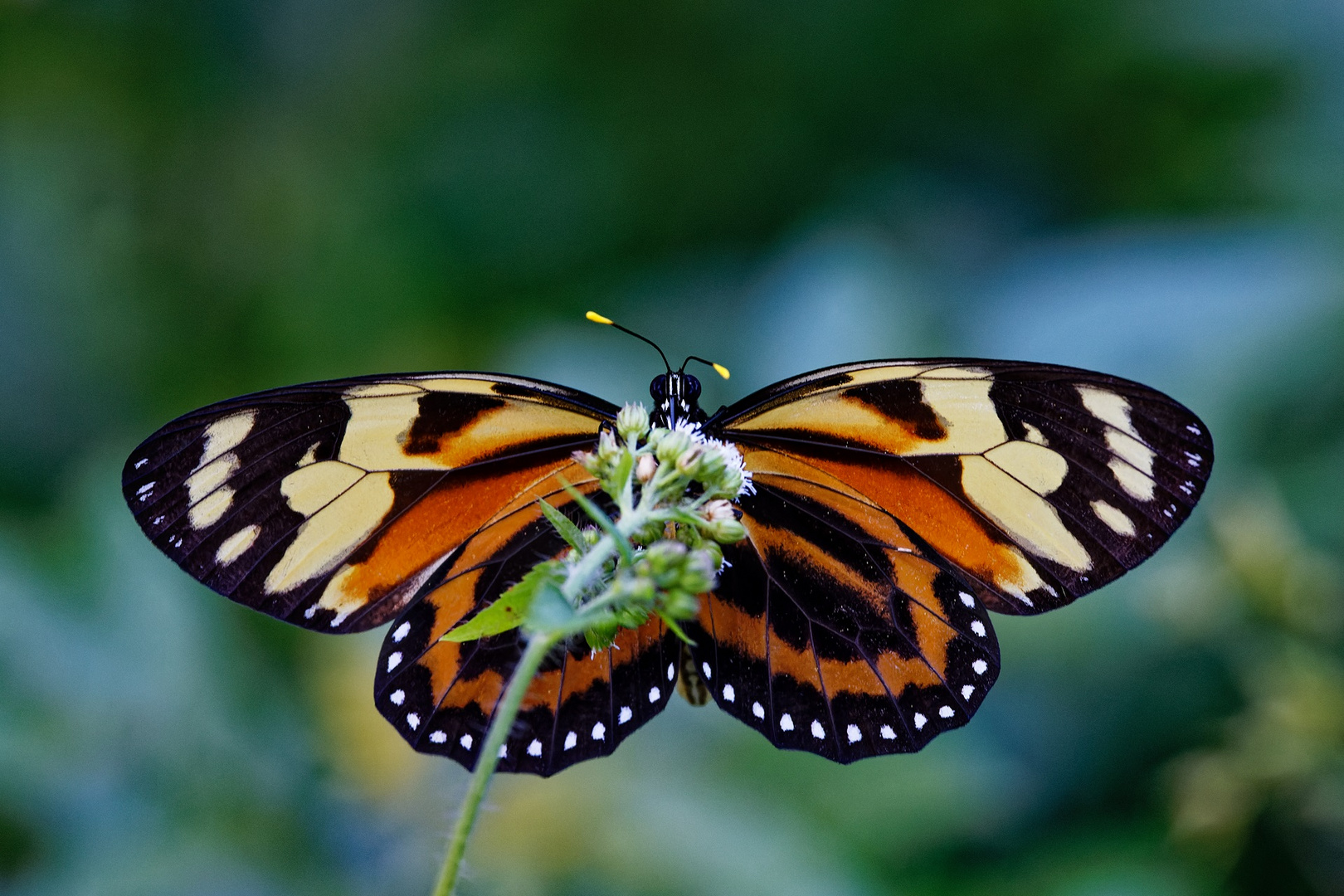 Lycorea halia bei der Nektaraufnahme Foto & Bild south america, tiere