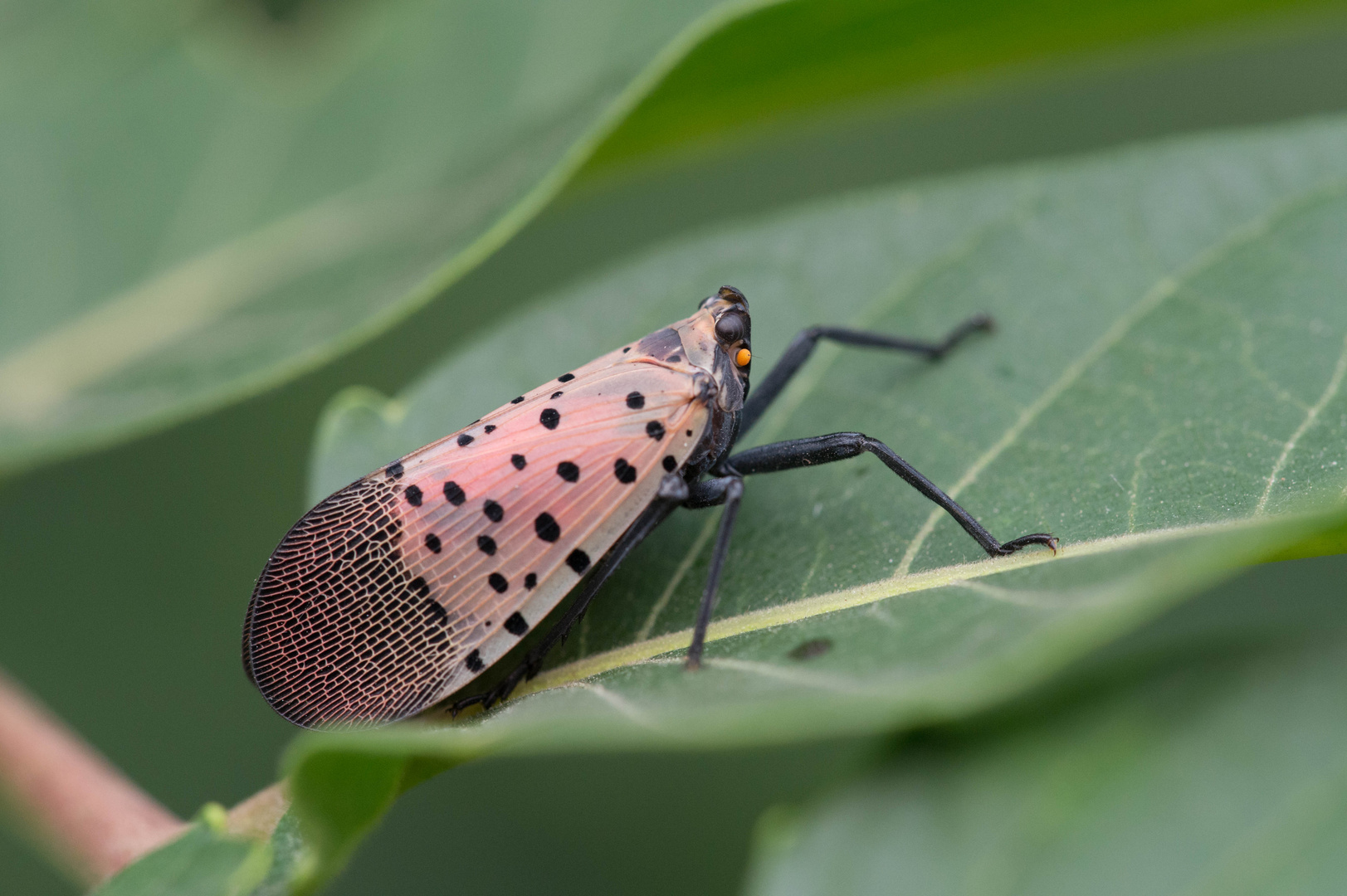 Lycorma delicatula