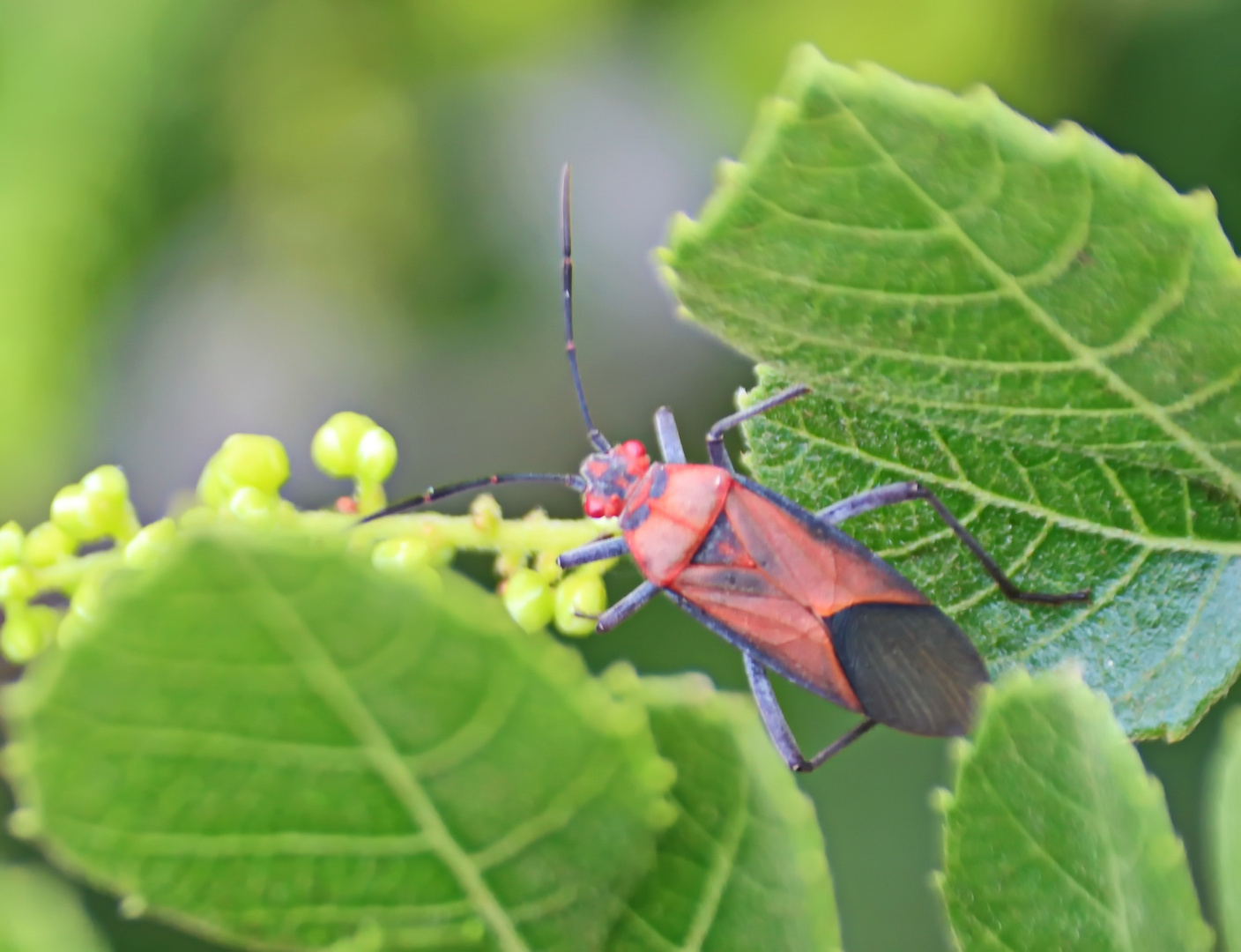 Lygaeidae sp. (Doku)