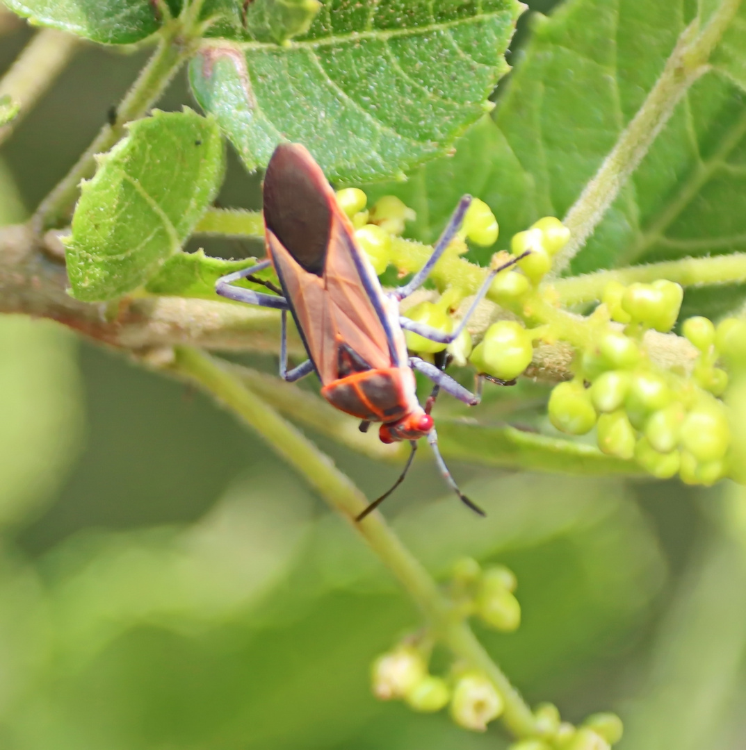 Lygaeidae sp. Nr.1