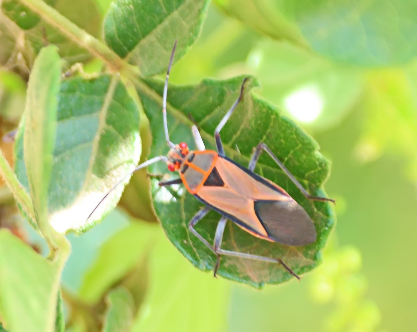 Lygaeidae sp. Nr.2