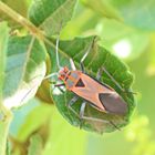 Lygaeidae sp. Nr.2