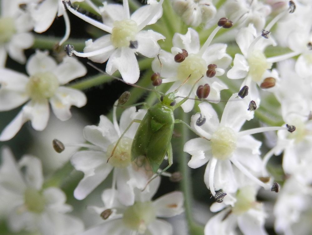 Lygocoris pabulinus