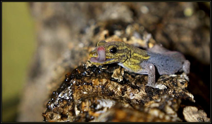 Lygodactylus angularis Gelbkopf-Taggecko